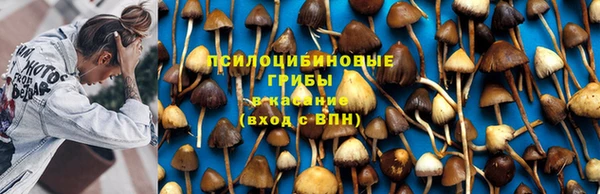 индика Елизово